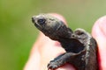 Tiny Snapping Turtle Royalty Free Stock Photo