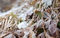 Tiny snow flakes on dry grass and leaves