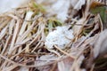 Tiny snow flakes on dry grass and leaves