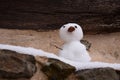 Tiny snowman at Rupea citadel fortress in Rupea Romania