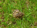 Tiny song thrush in the grass Royalty Free Stock Photo