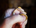 Tiny Southwestern Blackhead Snake in Close Up Profile