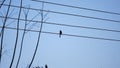 Tiny sparrow perched on a wire against a cloudless blue sky Royalty Free Stock Photo