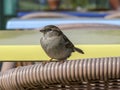 Tiny sparrow sitting on the backrest of rattan chair, full view, blurred background