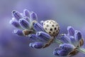 Tiny speckled egg rests on purple lavender bloom Royalty Free Stock Photo