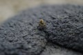 Tiny spider crawling on a floor mat