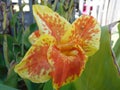 Tiny Spider on Flower