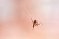 Tiny spider hanging from his web