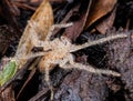 A Tiny Spider in Macro