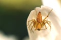 Tiny spider on the petals of a flower Royalty Free Stock Photo
