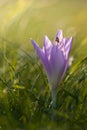 A tiny spider on purple wild flower