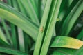 tiny spider sat on green leaves macro photo Royalty Free Stock Photo