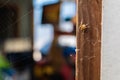 Tiny spider sitting on the door frame Royalty Free Stock Photo