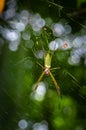 Tiny spider suspended over his spider web inside of the Cuyabeno National Park, in Ecuador