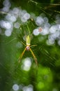 Tiny spider suspended over his spider web inside of the Cuyabeno National Park, in Ecuador
