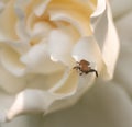A tiny spider on a white flower in the garden Royalty Free Stock Photo