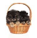 Tiny Spitz puppies in wicker basket