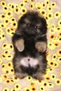 Tiny Spitz puppy on background of sunflower Royalty Free Stock Photo