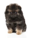 Tiny Spitz puppy portrait on white background