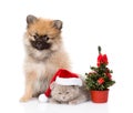 Tiny spitz puppy and scottish kitten with santa hat and christmas. isolated on white Royalty Free Stock Photo