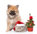 Tiny spitz puppy and scottish kitten with santa hat and christmas tree. Royalty Free Stock Photo