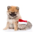 Tiny spitz puppy and scottish kitten with santa hat sleep together. isolated on white