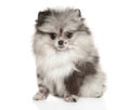 Tiny Spitz puppy on white background Royalty Free Stock Photo