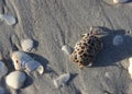 Tiny spotted crab amongst the Sanibel Sea Shells Royalty Free Stock Photo