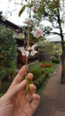 A tiny sprig of a blossoming sakura in a hand