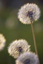 Tiny Spring dandelions bathing in the last rays