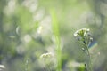 Tiny Spring flower and morning dew