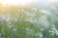 Tiny Spring flower and morning dew