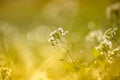 Tiny Spring flower and morning dew