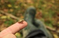 Tiny Spring Peeper Frog Sitting on Man`s Fingertip