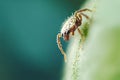 Tiny springtail insect crawling on green leaf: macro photography Royalty Free Stock Photo