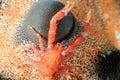 Tiny Squat Lobster