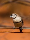 Double-barred Finch in Queensland Australia Royalty Free Stock Photo