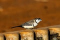 Double-barred Finch in Queensland Australia Royalty Free Stock Photo