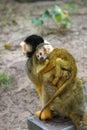 Tiny squirrel monkey Royalty Free Stock Photo