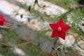 Maličký hviezda kvetina moc 