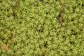 Tiny star moss plant background Royalty Free Stock Photo