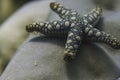 Tiny starfish at Surin island