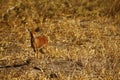 Tiny Steenbok antelope trying to blend in with the enviroment Royalty Free Stock Photo