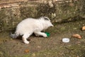 Tiny stray cat plays with bottle cap in Kotor Montenegro