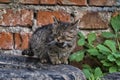 Tiny stray kitten with sore eyes