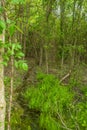 Tiny stream in a dense wood