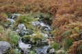 Tiny stream surrounded by amazing colorful plants