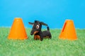 Tiny stuffed toy in shape of dachshund dog stands on grass of artificial lawn between two orange restrictive cones