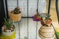 succulent green cactus in small cray pots at home garden for decoration