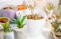 Tiny succulents in concrete plant holders on window ceiling. Small cactus and moss in handmade vases of different shapes. Stylish